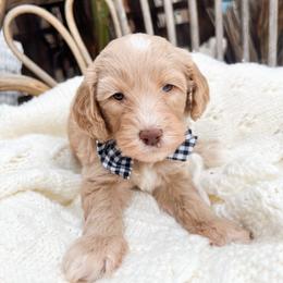 Black collar - Cream male Goldendoodle puppy in San Antonio, Texas from Pasatiempo Ranch