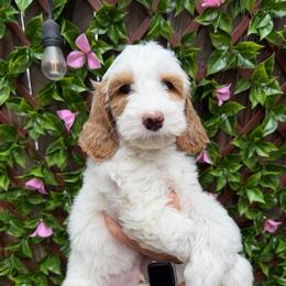 Asiago - Cream male Australian Labradoodle puppy in Orange, California from Little Kingdom Doodles