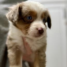 Lou Lou - Red merle female Australian Shepherd puppy in Odessa, Texas from Yucca Blossom Pups
