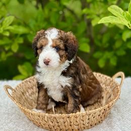 Tucker - Sable male Bernedoodle puppy in Bremen, Indiana from Farmland Doodles