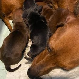 Dachshunds from Lily's Dachshunds