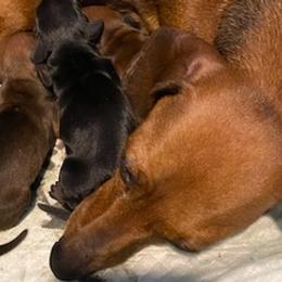Dachshunds from Lily's Dachshunds