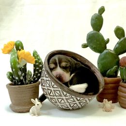 Beagle Puppies from Macushla Kennels