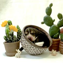 Beagle Puppies from Macushla Kennels