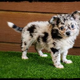 Finn - Merle male Chihuahua puppy in Demorest, Georgia from Sourpatch Chihuahuas