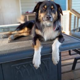 Colby - Australian Shepherd