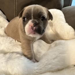 French Bulldog Puppies from Frenchiesbysouthernbell