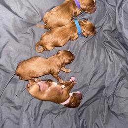 Cassian - Red male Cavapoo puppy in Knoxville, Tennessee from Duke’s Forever Doodles