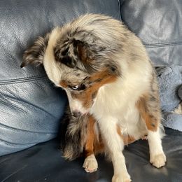 Lizzy - Miniature Australian Shepherd