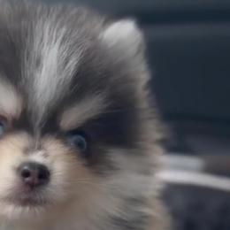 Dachshunds and Pomskies from Colorado Mini Dachshunds & Mini Pomskies