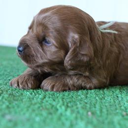Sprout - Red male Cavapoo puppy in Springtown, Texas from North Texas Puppies