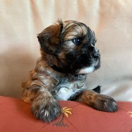 Boy 4 (black collar) - Brown male Whoodle puppy in Concord, North Carolina from RockyRiverWhoodles