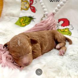 Betty Lou Who - Red female Cavapoo puppy in Utah County, Utah from Cascade Springs Doodles