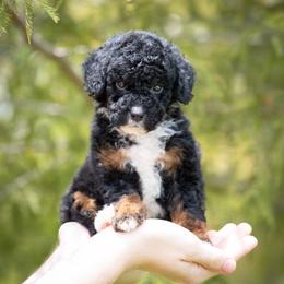 Toad BLACK TRI MALE - Black tri-color male Aussiedoodle puppy in Jacksonville, Florida from Lolo’s Aussiedoodle