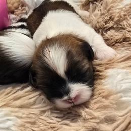 Opal - Silver gold and white female Shih Tzu puppy in Fallon, Nevada from Grandma Ts Precious Puppies