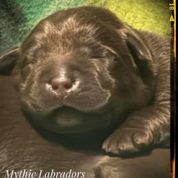 Blue Collar - Chocolate male Labrador Retriever puppy in Malabar, Florida from Mythic Labradors, LLC