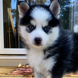 Pomeranians and Pomskies from High Quality Pomeranians
