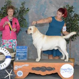 Labrador Retriever Puppies from Flashylabs AKC GRAND CHAMPION SIRED