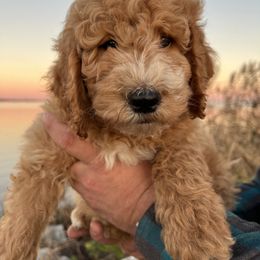 Poodle Puppies from Leaning T Ranch