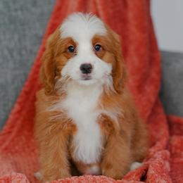 Hazel - Red female Bernedoodle puppy in Dundee, Ohio from Down Home Doodle