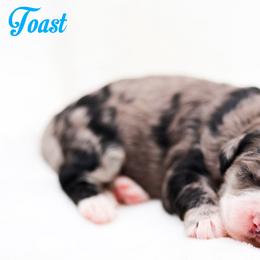 Toast - Blue merle male Bernedoodle puppy in Diamond Bar, California from Furrytaildoodles