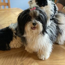 Maggie - Havanese