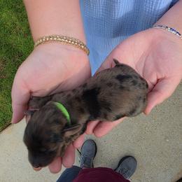 Lore - Dapple male Dachshund puppy in Mobile, Alabama from Ruff Patch Doxie Den
