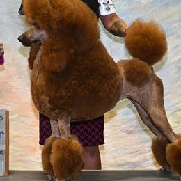 Bella - Poodle