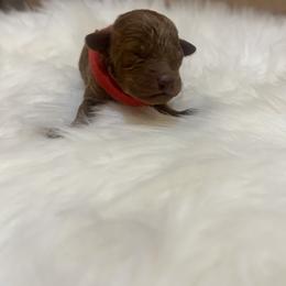 Poodle Puppies from Red Okie Maltipoos