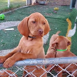 Boy 1 - Golden rust male Vizsla puppy in Bakersfield, California from Sierra Vizslas