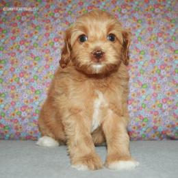 Poppy - Caramel female Australian Labradoodle puppy in Hackettstown, New Jersey from Sunny Heart Doodles