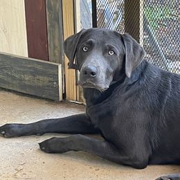 Dilute Retriever All Grown Up from Thunder Mountain Labs