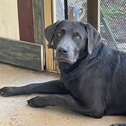Dilute Retriever All Grown Up from Thunder Mountain Labs