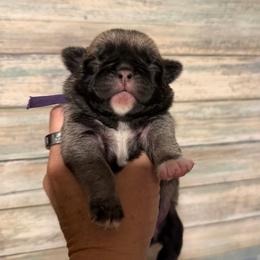 Natalie (purple) - Fawn female Pug puppy in Hereford, Arizona from Broken Road Ranch Pugs