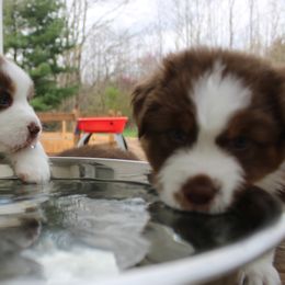 Australian Shepherd Puppies from Starlit Grove Australian Shepherds