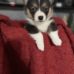 Brett - Black and tan male American Corgi puppy in Post Falls, Idaho from Splootin’ around Corgi’s