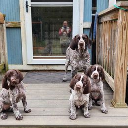 Boy 1 - Liver and white German Shorthaired Pointer puppy in Edgecomb, Maine from Ocean Point Kennels