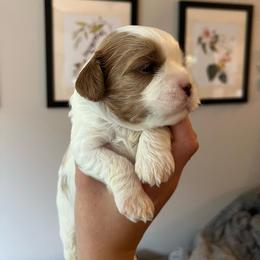 Cavapoo puppies from Campbell Cavapoos