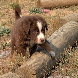 Otto - Red tri male Miniature Australian Shepherd puppy in Bend, Oregon from Wonderland Aussies