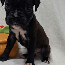 Blue - Brindle Boxer puppy in Franklin, Georgia from Lakeside Kennels of Franklin