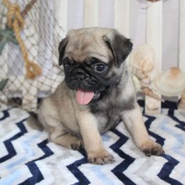 Landis - Fawn male Pug puppy in Morton, Illinois from Dream on puppies