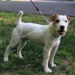 Stride - Jack Russell Terrier
