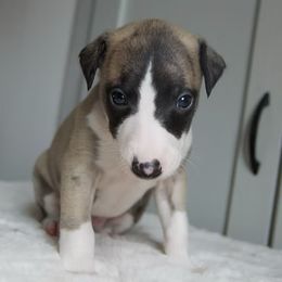 Hamlin - Fawn brindle Whippet puppy in North New Portland, Maine from Aiukli Whippets