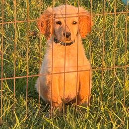 Teddy - Apricot male Goldendoodle puppy in Ambrose, Georgia from Brandilyn's Aussies