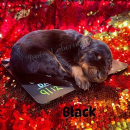 Black - Black and rust male Doberman Pinscher puppy in Louisville, Kentucky from Ruiz Dobermans