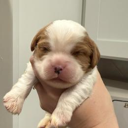 Girl 2 - Blenheim female Cavalier King Charles Spaniel puppy in Washington, North Carolina from Farmhouse Cavaliers NC