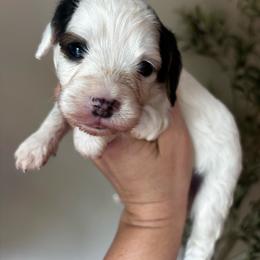Patch - Black and white male Cavapoo puppy in Cherryville, North Carolina from Mercy Doodles
