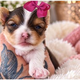 Vixen - Tan and white female Yorkshire Terrier puppy in Warren, Michigan from Danielle's Yorkie Babies