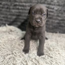 Riverstone - Gray male Cane Corso puppy in Russellville, Missouri from Soaring Royalty Canines LLC