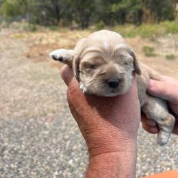 Girl 1 - Buff female Cocker Spaniel puppy in Trinidad, Colorado from Sweet Cockers